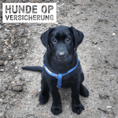 pferdversichert hundeopversicherung GIF