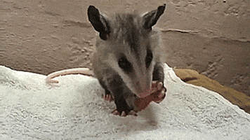 opossum GIF