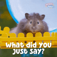 Excuse Me What GIF by Mittens & Pants