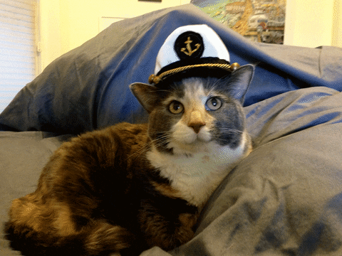 cat captain GIF