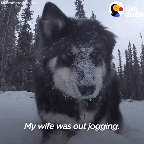 dogs GIF by The Dodo