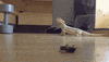 lizard GIF