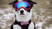 dogs puppy GIF by Great Big Story