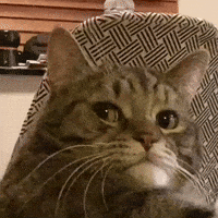 For Real What GIF