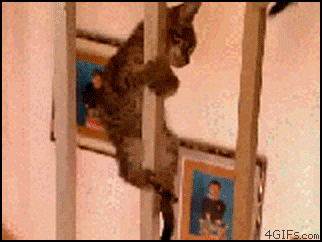 cat title GIF