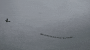 GIF by FOX Sports