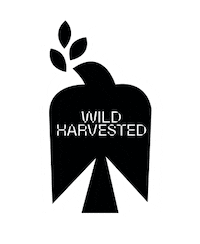Sticker by WLTH