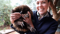 Unlucky Echidna is World's First to Be Allergic to Ants, Her Main Food Group