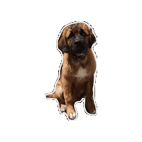 Dog Love Sticker by Galletitas Fachitas