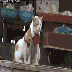 cat business GIF by Cheezburger