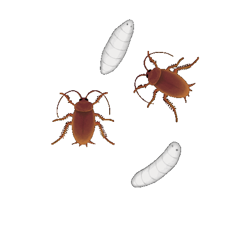 Illustration Bug Sticker