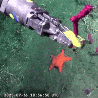 Spongebob Squarepants GIF by Respective