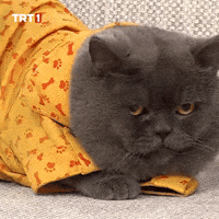 Cat Yes GIF by TRT