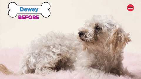 Dog Grooming GIF by BuzzFeed