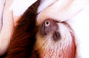 sloth GIF