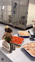 North Carolina Animal Shelter Prepares Thanksgiving Dinner for Stray Dogs