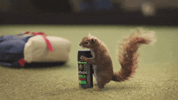 Squirrel GIF by Lynx