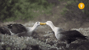 Fight Kiss GIF by CuriosityStream