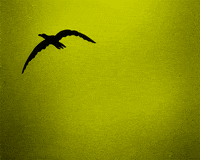 lotte reiniger GIF by Maudit