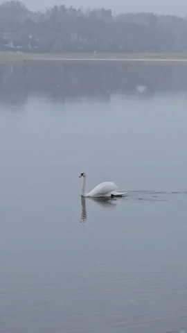 Swan Swims as Spring Snow Falls on Helsinki