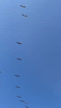 hesstuck blue beach ocean flying GIF