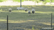 GIF by Taskmaster Portugal