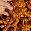 Tropical Fruit Agriculture GIF by Miami Fruit