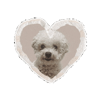 Ginger Sticker by Asilo per cani Dog'sMind