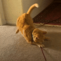 GIF by The Dodo