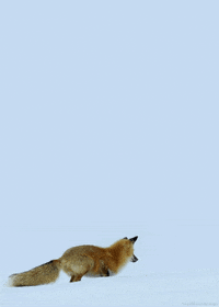 red fox GIF by Head Like an Orange