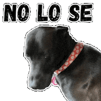 Sad Dogs Sticker by Vitalsaludkids