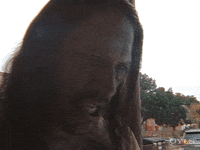 OYLS  GIF