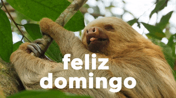 Finde Happy Sunday GIF by Sealed With A GIF