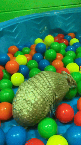 Excited Armadillo GIF by Valley Zoo Development Society
