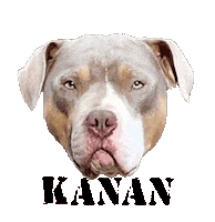 Dog Bulldog Sticker