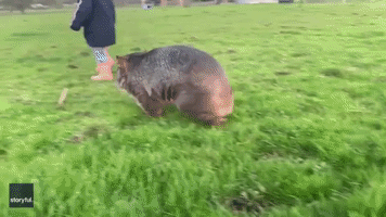 Wombat and Toddler Share Evening Stroll in Hamilton, Victoria