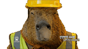 Capybara Sleeping Sticker