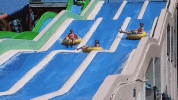 GIF by Dolphin Discovery