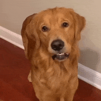 Visitphillyabbystyle dog comedy confused bolt GIF