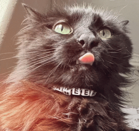Cat Meow GIF