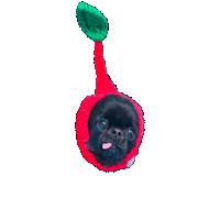 Chihuahua Bm Sticker