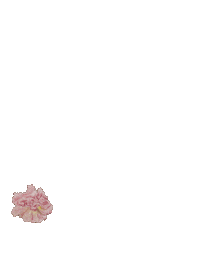 Sarmaya pink flowers spring frame Sticker