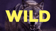 Wild Wolf GIF by CGTraveler - Carlos Garrido - Adventrgram
