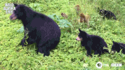 bbc one bear GIF by BBC