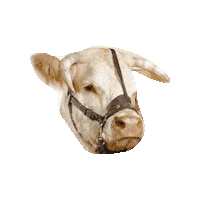 SommetElevage agriculture clermont cournon clermontferrand Sticker