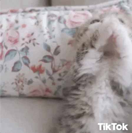 Video gif. An adorable kitten looks at us, holding its paws together as if praying or pleading.|100%x100%