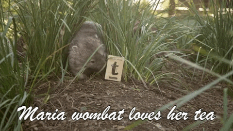 TheTeaLady giphyupload tea tasmania wombat GIF