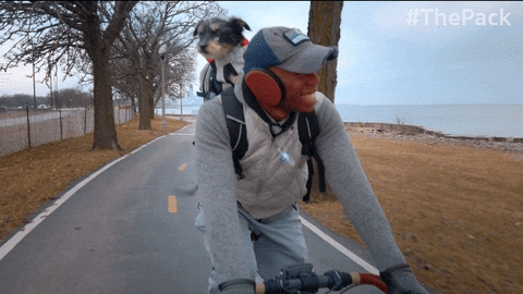 The Pack Dogs GIF by Amazon Prime Video