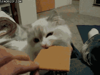 graham cracker eating GIF by Cheezburger