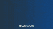 CommunicationsINC nature ocean lion seal GIF